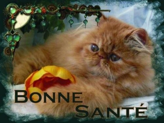 Perser und Exotic-Shorthair aus seriöser Hobbyzucht - Exotic Shorthair - Bielefeld