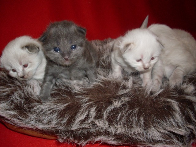 Sibirische Katzenbabys - Sibirische Katze - Hamburg
