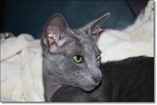 Süße OKH Kitten - Orientalische Kurzhaar - Bochum