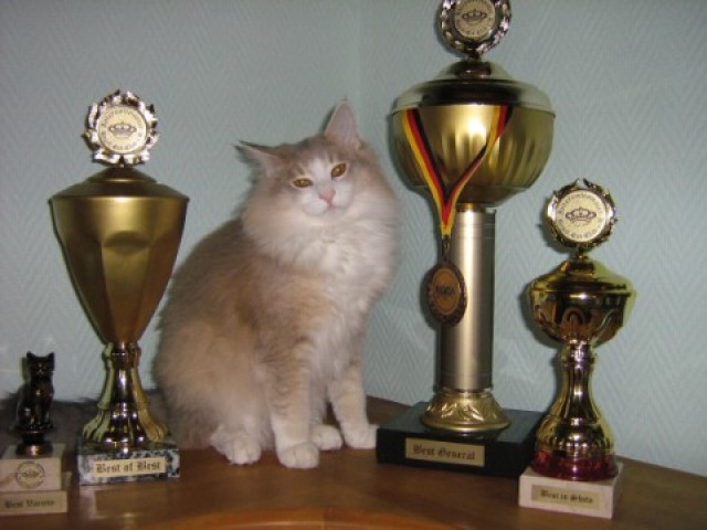 Dangerfjords typvolle Norwegische Waldkatzenbabys mit Luxpinselchen! - Norwegische Waldkatze - Wetter