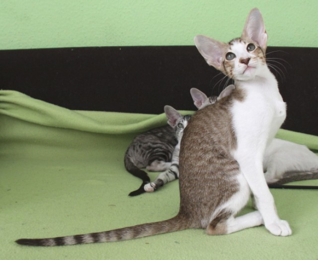 Elegante Orientalen und Siamkitten in seltenen Farben! - Orientalische Kurzhaar - Rüdnitz bei Bernau