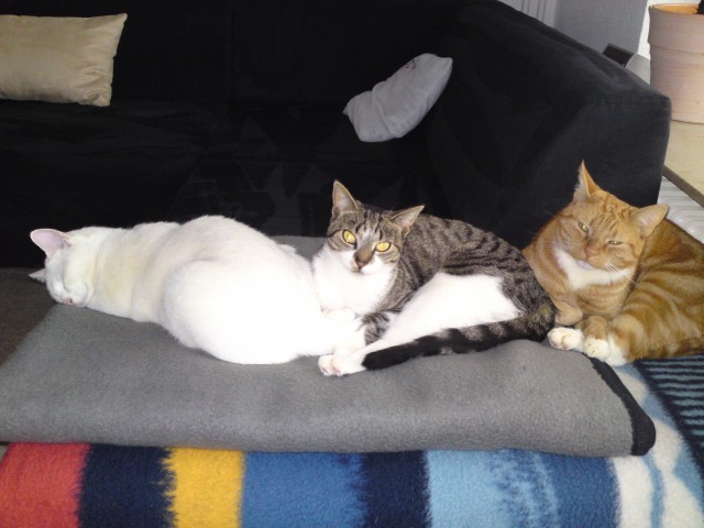 Lilli & Tyson suchen ein neues Abenteuer... - Hauskatzen - Norderstedt