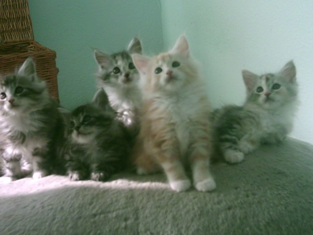 5 süße Coonie-Kinder suchen neue Dosenöffner - Maine Coon - Adamsdorf