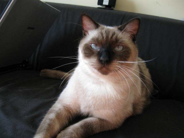 Lieber Siam-Einzelkater Bobe! - Siam - Oberhausen