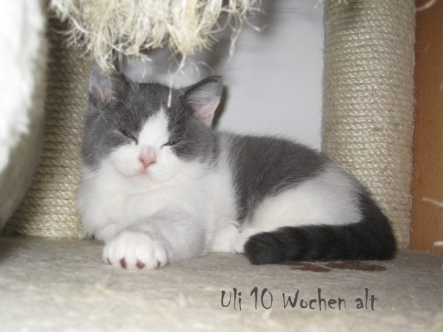 BKH-Kater Uli sucht Zuhause - Kartaeuser - Klotten