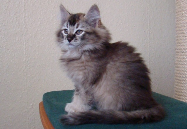 Waldkatzen von der Mühlgasse - Norwegische Waldkatze - Rudolstadt