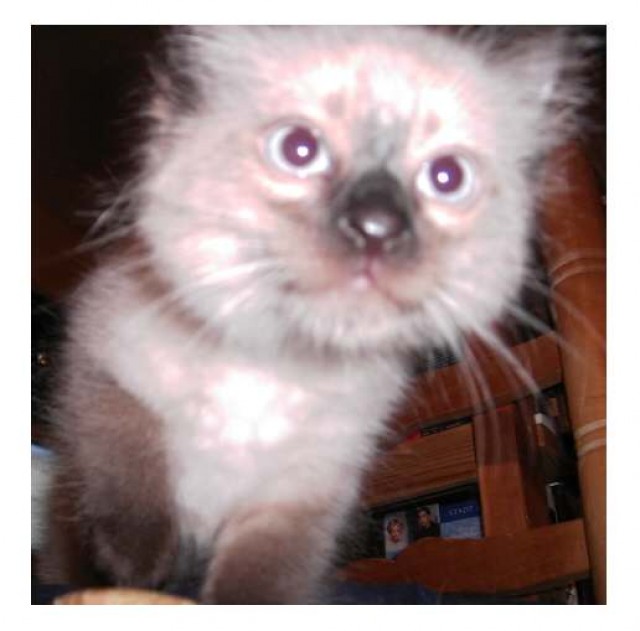 Süßes Ragdoll-Kitten sucht Zuhause - Ragdoll - Lünen