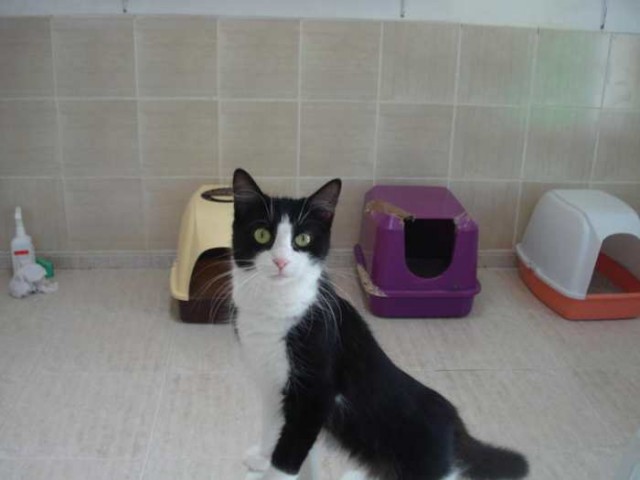 Liebe Freigängerkatze Pancha! - Hauskatzen - Oberhausen