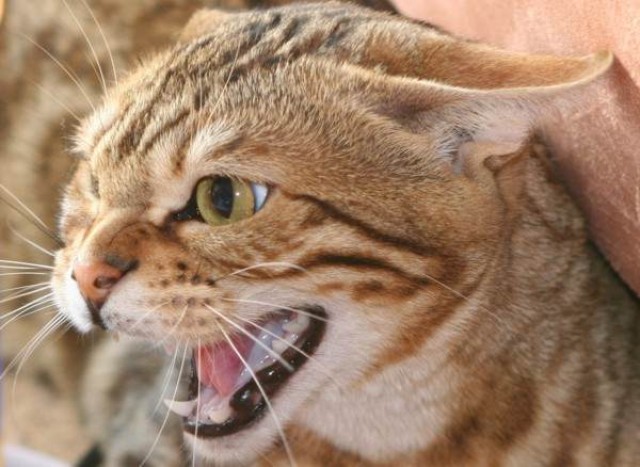 Wildes Aussehen - Sanftes Gemüt - Bengalen der neuen Zuchtgeneration von www.Be - Katzen Sonstige - Dillenburg