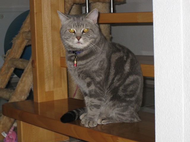 BKH Deckkater in blue silver tabby - British Kurzhaar - Emmendingen