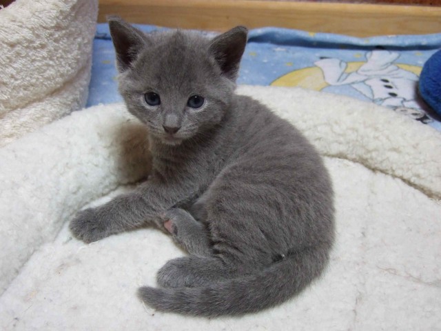 Hobbyzucht von Russisch Blau und Sibirischen Katzen - Russisch Blau - Herzberg