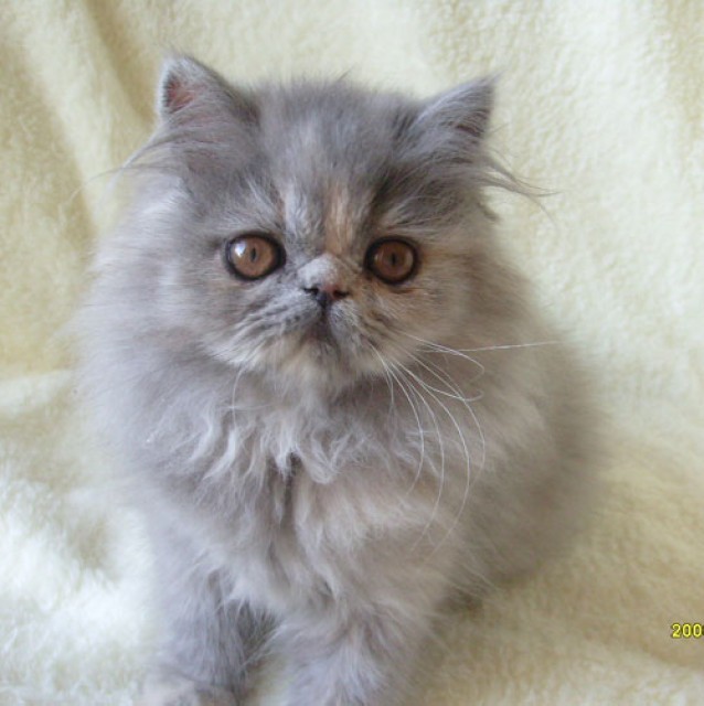 Liebenswertes - Perser - Berlin