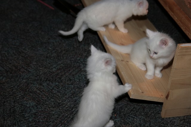 Birma Mix Kätzchen - Birma - gnarrenburg