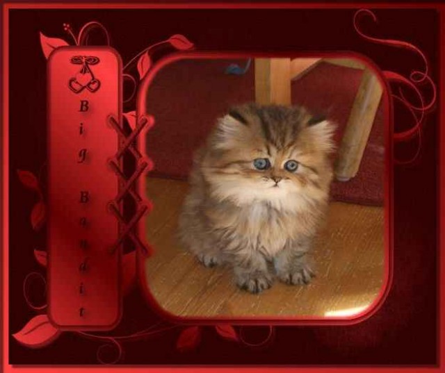 Zuckersüßer Perserkater golden shaded - Perser - Spiegelau