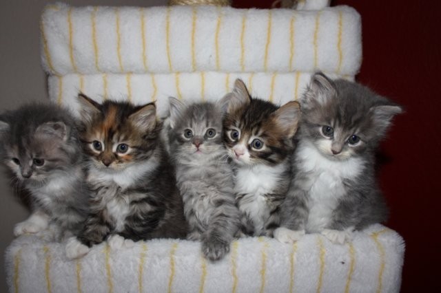 Süße Sibirische Schmusetigerchen - Sibirische Katze - Ulm