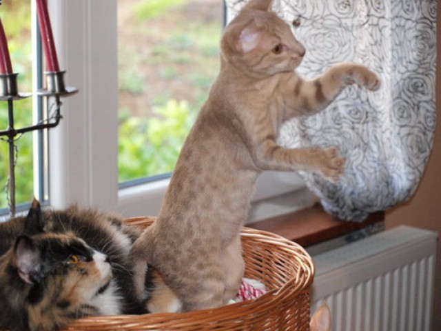 Ocicat Kitten - Katzen Sonstige - Sinntal