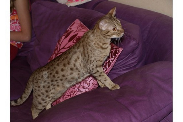 Ocicat Kätzin - Katzen Sonstige - Sinntal