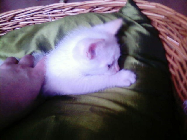 BKH Sahneschnütchen sucht Kuscheleltern - Sibirische Katze - bochum