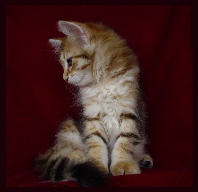 Cattery Amavi*PL - new litter of siberian cats - Sibirische Katze - Wroclaw