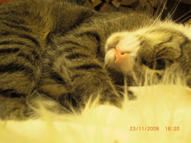 Suche Deckkater für ein paar romantische Stunden mit meiner Katze - Deckkater - Berlin