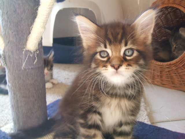 Super maine coon babys - Maine Coon - Gera