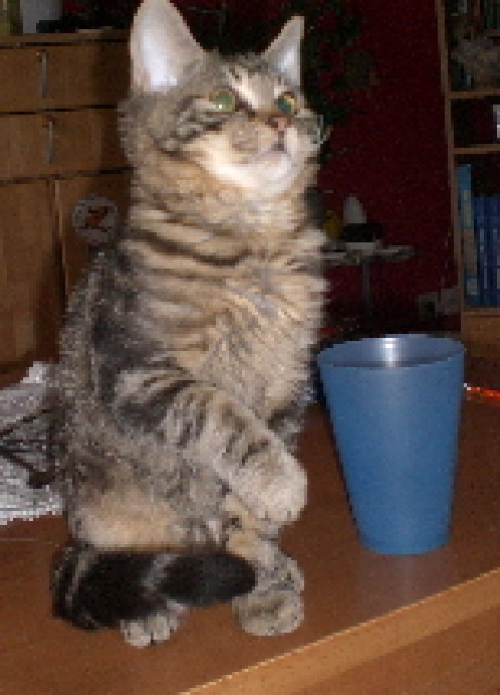 Wunderschöne kuschelbedürftige Selkirk Rex-Lockenkätzchen  - Selkirk Rex - Dresden