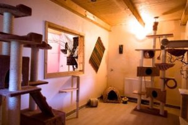 Catotel - Urlaub für Ihre Katze - Katzensitter - Heideck