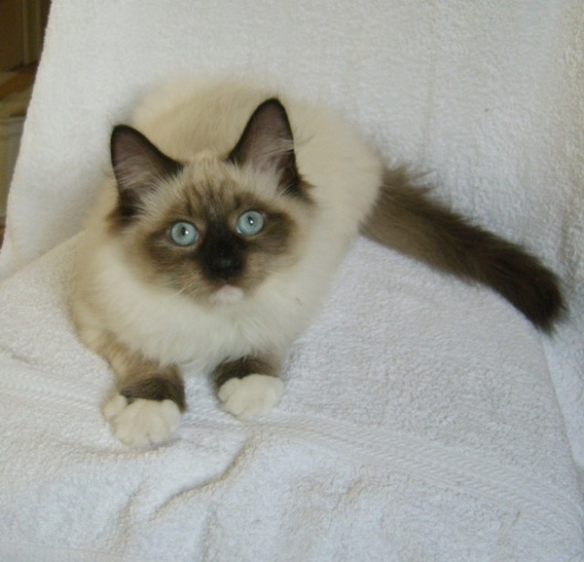 2 Katerchen zu verkaufen. - Sibirische Katze - Bad Rothenfelde 2 Katerchen zu verkaufen. - Sibirische Katze - Bad Rothenfelde