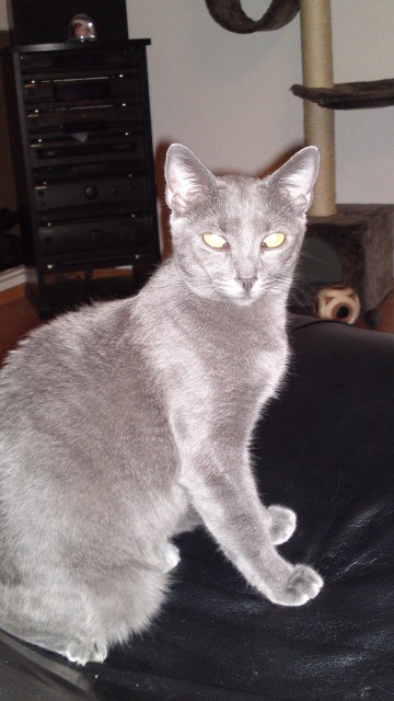 Reinrassige Russisch-Blau-Katze - Russisch Blau - Nürnberg