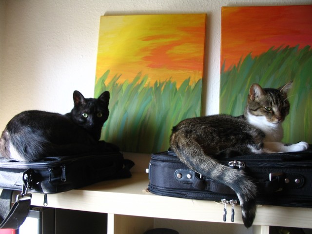 Katzen zu vergeben (auch getrennt voneinander möglich!!) - Hauskatzen - Bonn