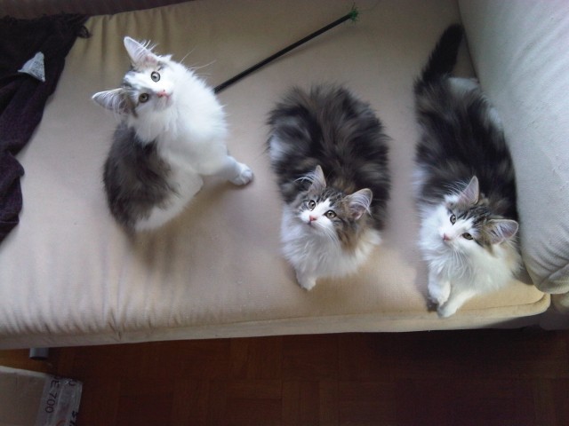 Norwegische Waldkatzenbabys - Norwegische Waldkatze - Wuestenrot