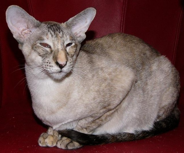 Bildschöne reinrassige Siamkastratin sucht liebevolles Zuhause - Siam - Hamburg-Tangstedt