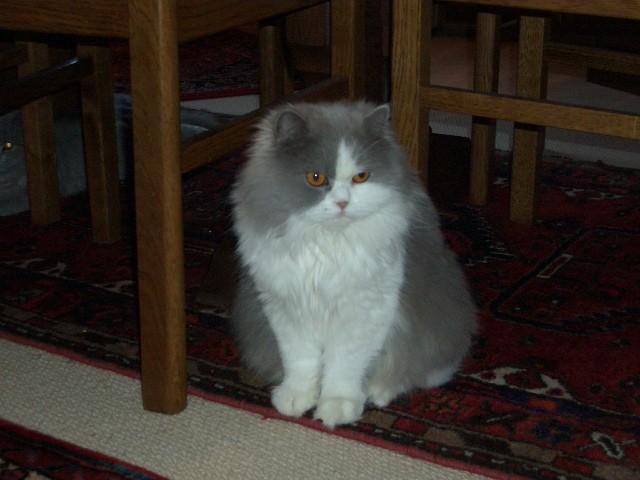 Britisch Kurzhaar u. Britisch Langhaar - British Kurzhaar - Stadum