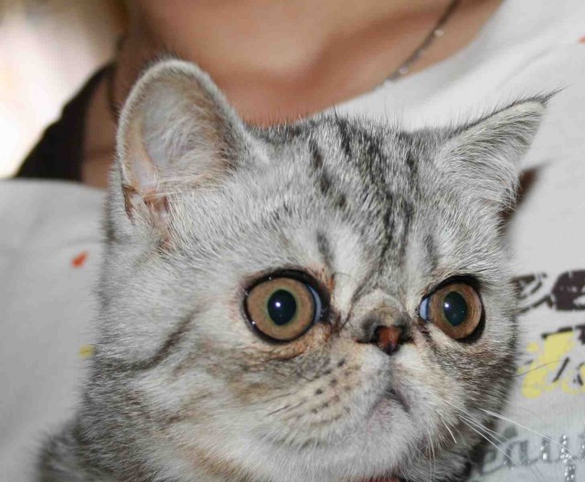 FEO--ein getiegerter Schatz sucht liebe Eltern - Exotic Shorthair - Schwarzenberg