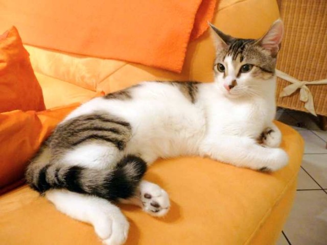 Junger schmusiger Kater sucht gutes Zuhause! - Hauskatzen - Oberhausen