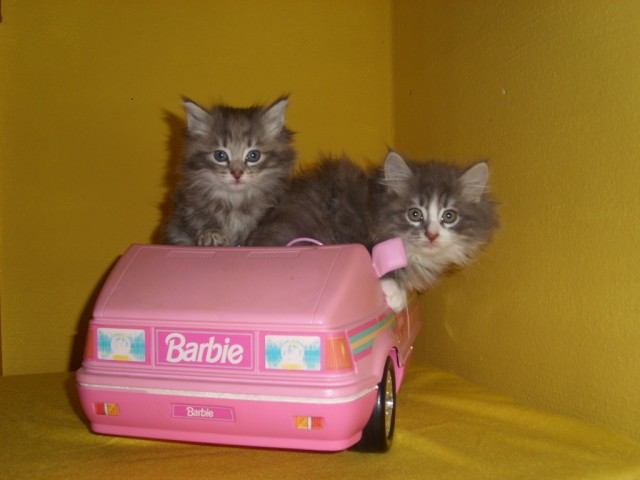 Norwegische waldkatzenbabys - Norwegische Waldkatze - büchlberg