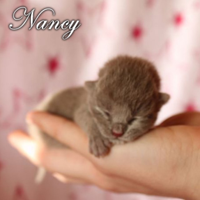 Wir suchen unsere Dosis - British Kurzhaar - Sprockhövel