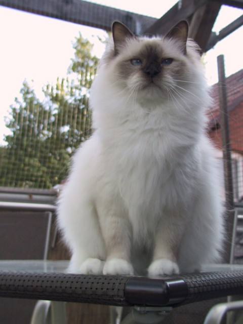 Heilige Birma Kastratin sucht Platz auf Lebenszeit - Birma - Aalen