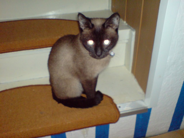 DRINGEND! Siam o. Thai Deckkater gesucht  - Deckkater - Gummersbach-Bergneustadt