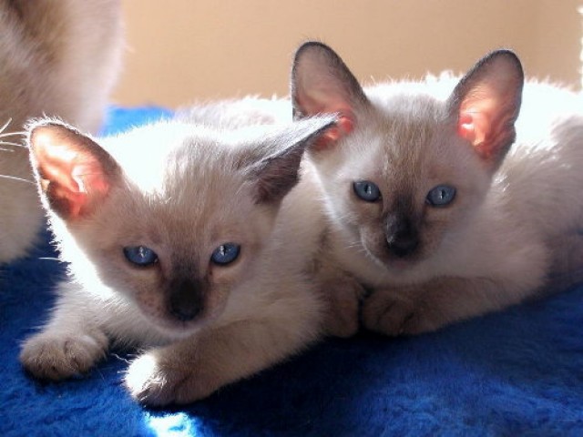 Thaikatzen, traditionelle Siamkatzen Babys suchen neuen Verwöhner - Thai - Finnentrop