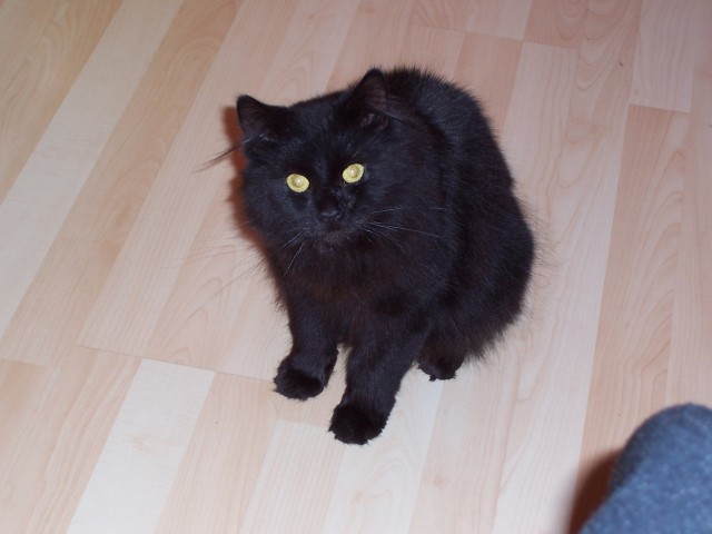 Katzensitter in 73547 Lorch gesucht - Katzensitter - Lorch