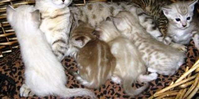 Bengal kittens mit Papiere! - Bengal - Prag, CZ