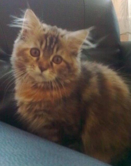 Reinrassiger Main Coon Kater gesucht, zum Decken meiner kleinen.  - Deckkater - Barntrup