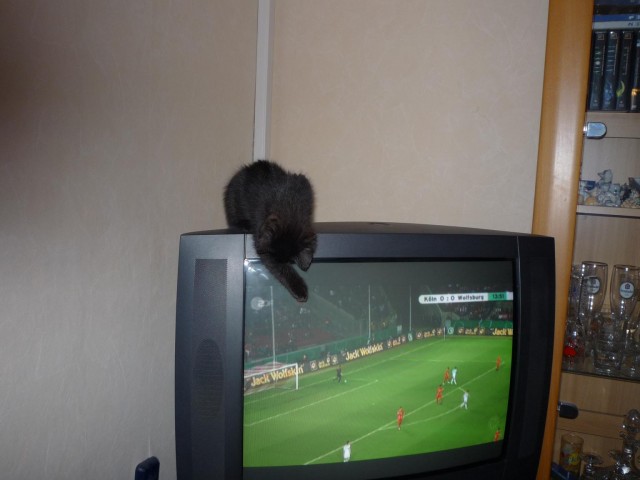 Schwarze Kobolde - British Kurzhaar - Kremmen