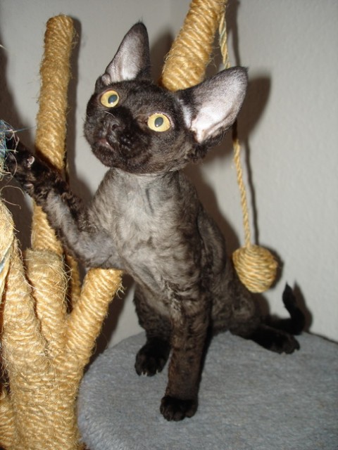 Devon Rex Kitten - Devon Rex - Offenbach am Main