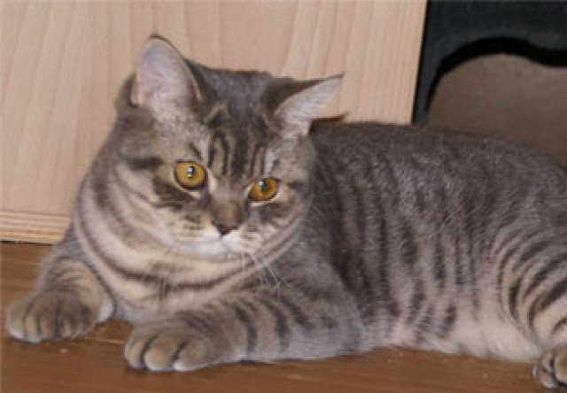 Blau-getigerte BKH-Katze 3/4 Jahr alt - British Kurzhaar - Stuttgart