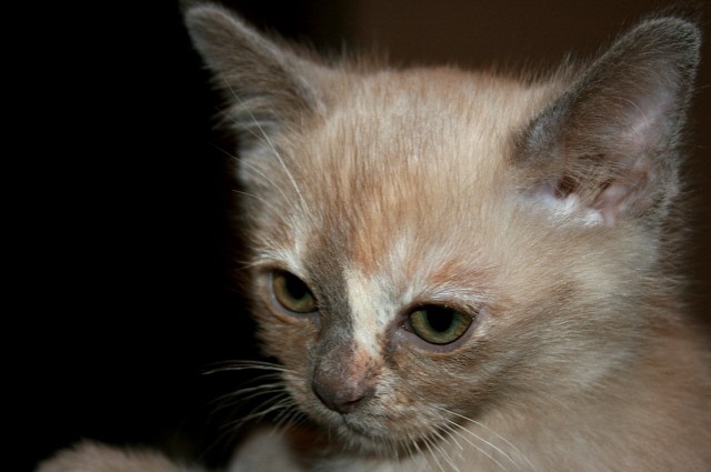 Biete 3 süße Burma Burmesen Kitten  - Burma - Iserlohn