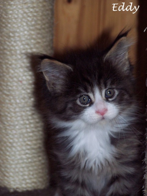 Süsser XL Coonie - Maine Coon - Großmehring