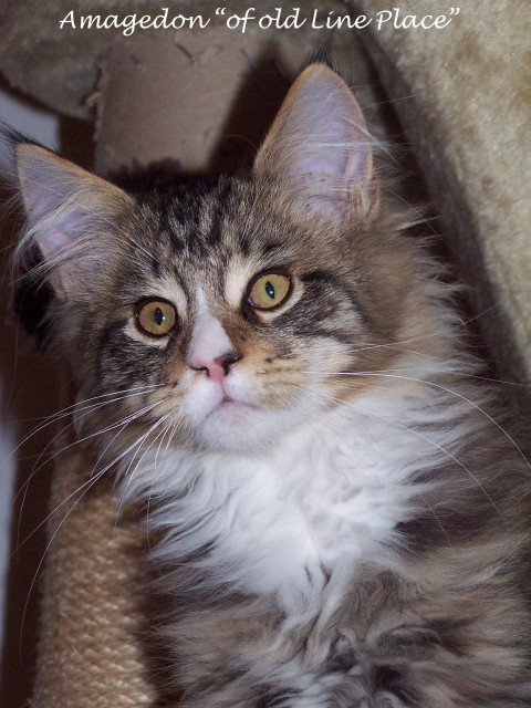 Typvoller Maine Coon Jungkater - Maine Coon - Großmehring