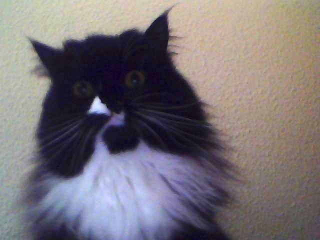 Perserkater (nicht kastriert) sucht neues zuhause - Deckkater - Frankfurt/Main